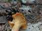 Sárga rókagomba (Cantharellus cibarius), Őrség